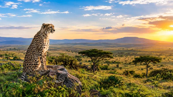Ol Kinyei Conservancy